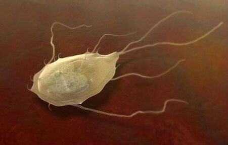 Les Giardia sont aussi des parasites ! 