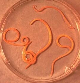 Parasites de l'homme ascaride