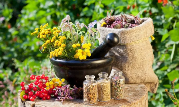 Herbes de Helminthen