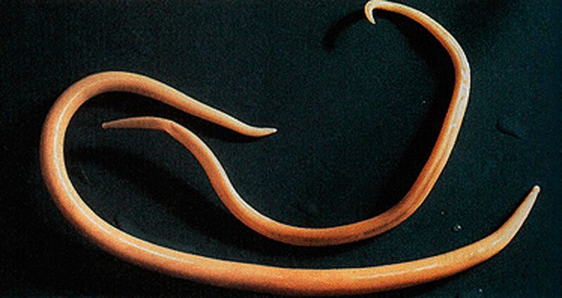 Ver parasite du corps humain